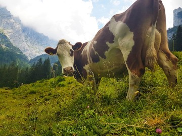 Почему в швейцарских блюдах так много сыра. Статьи и интересные факты о Швейцарии