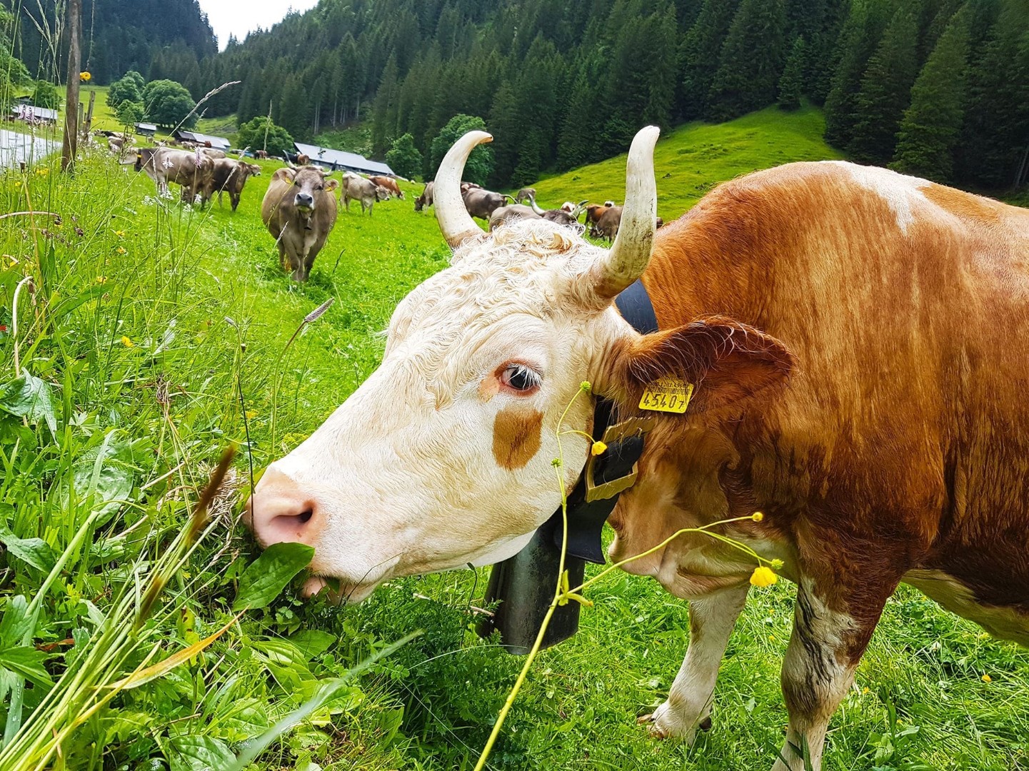 Корова в Швейцарии