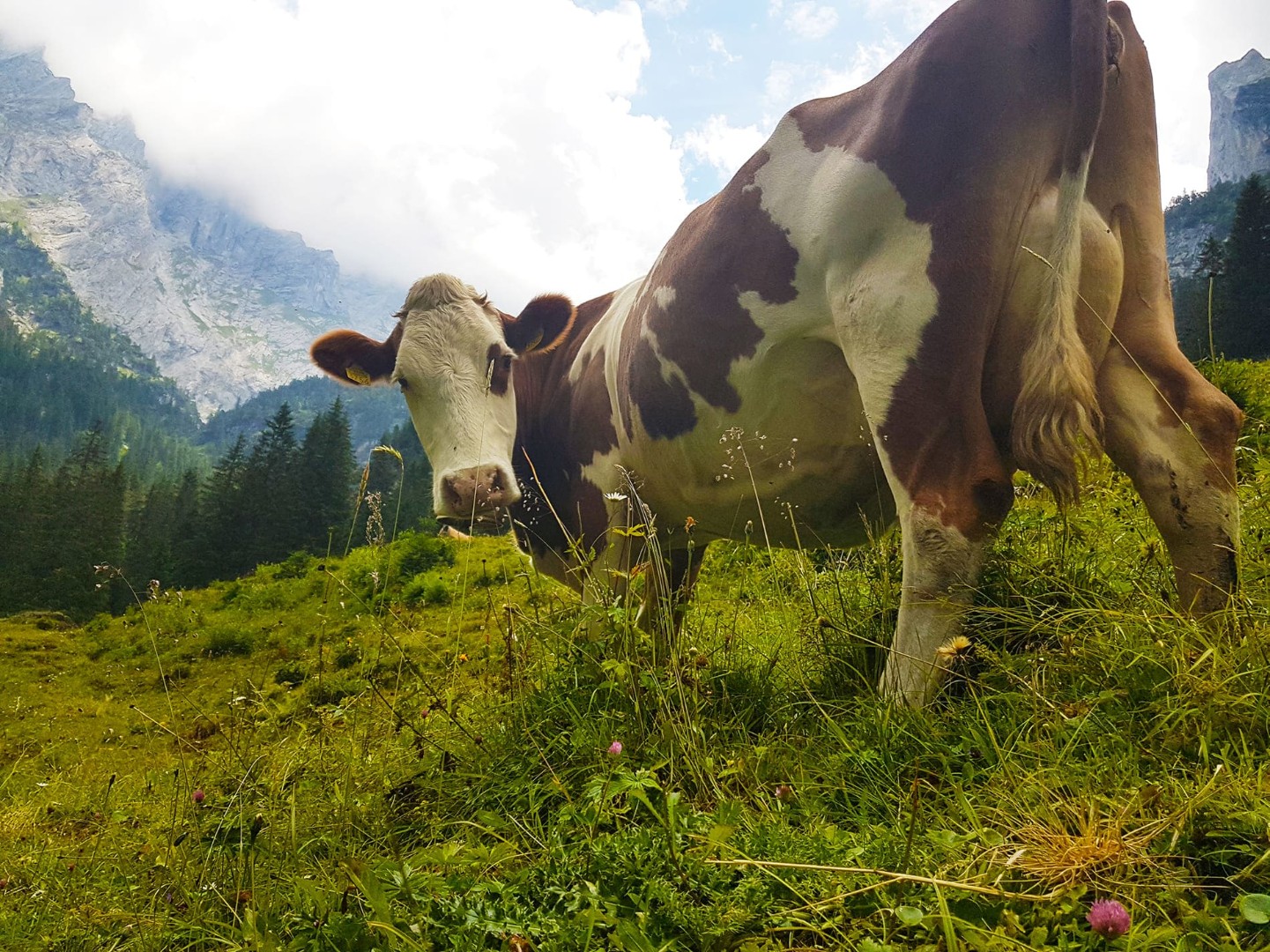 Корова в Альпах